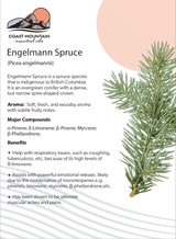 Engelmann Spruce