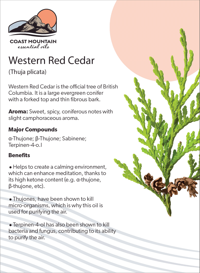Western Red Cedar Coast Mountain Essential Oils western-red-cedar-coast-mountain-essential-oils